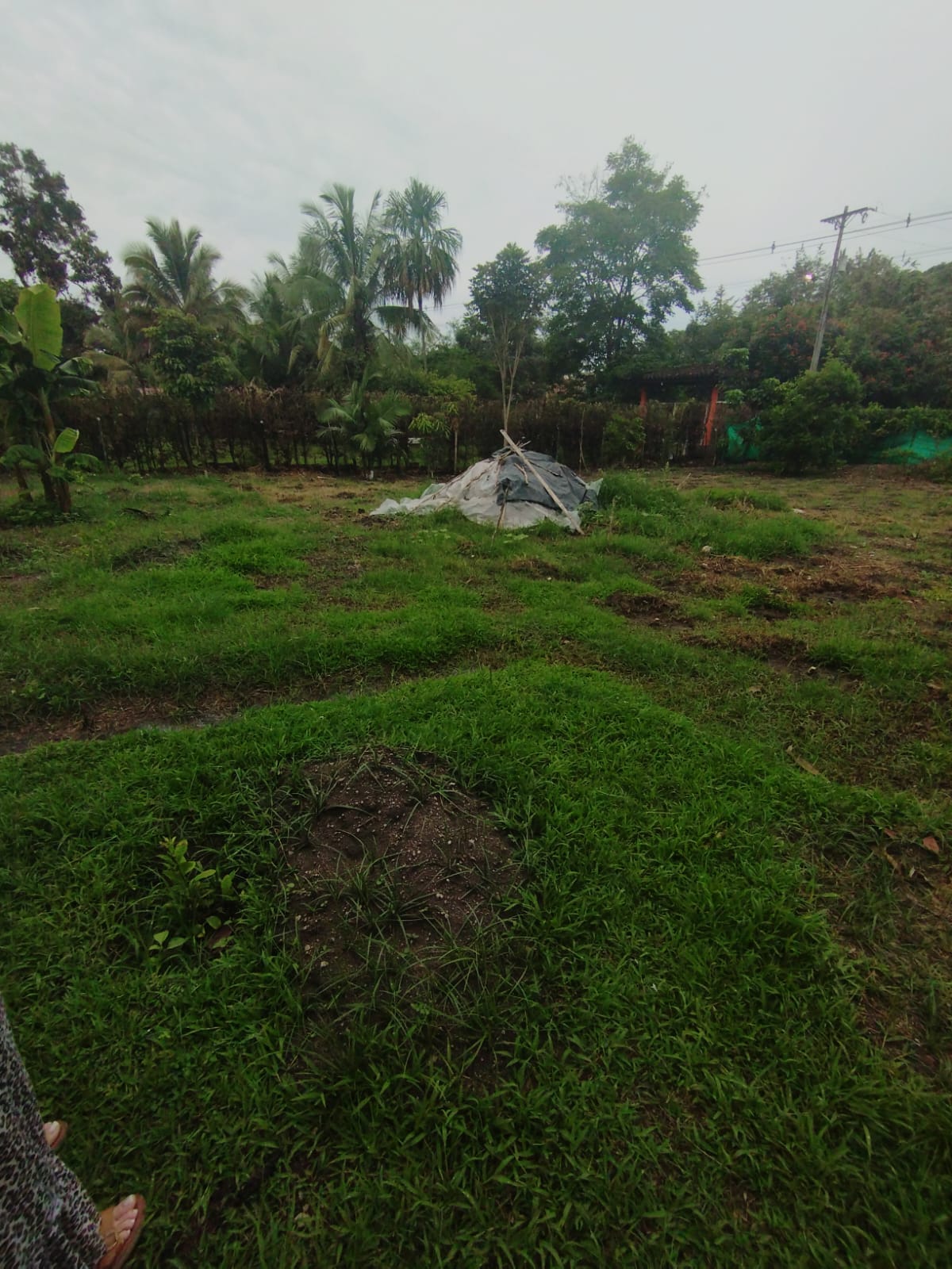 LOTE URBANO SAN PEDRO
