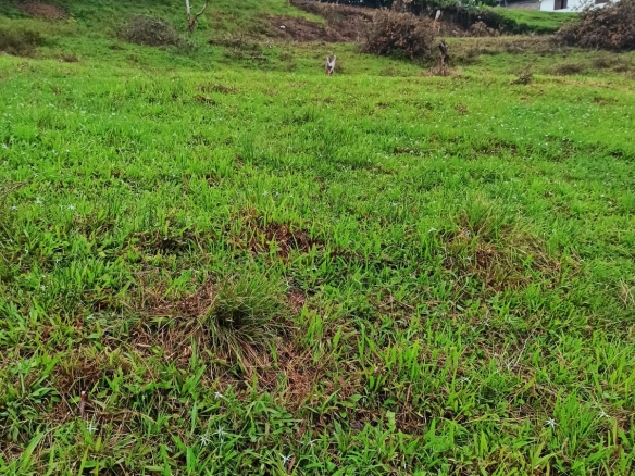 LOTE URBANO LA MARINA