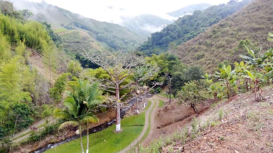 FINCA LAS OLIVAS