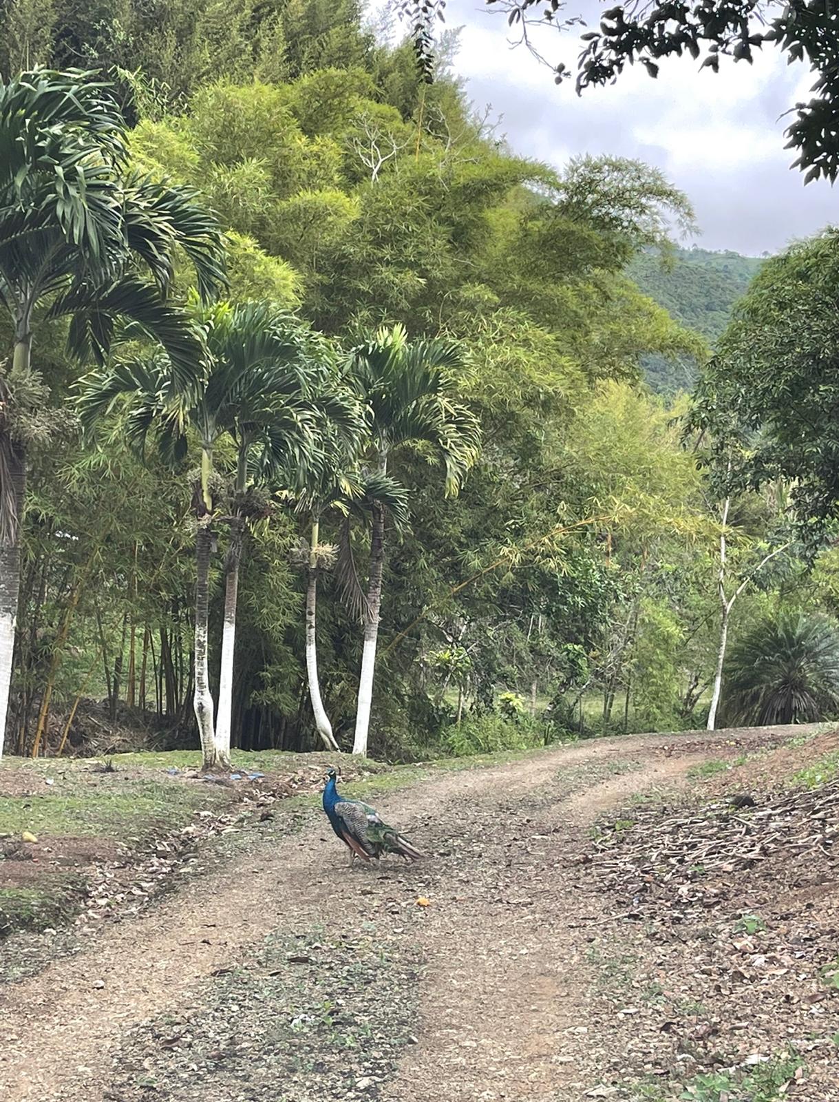 FINCA LAS OLIVAS
