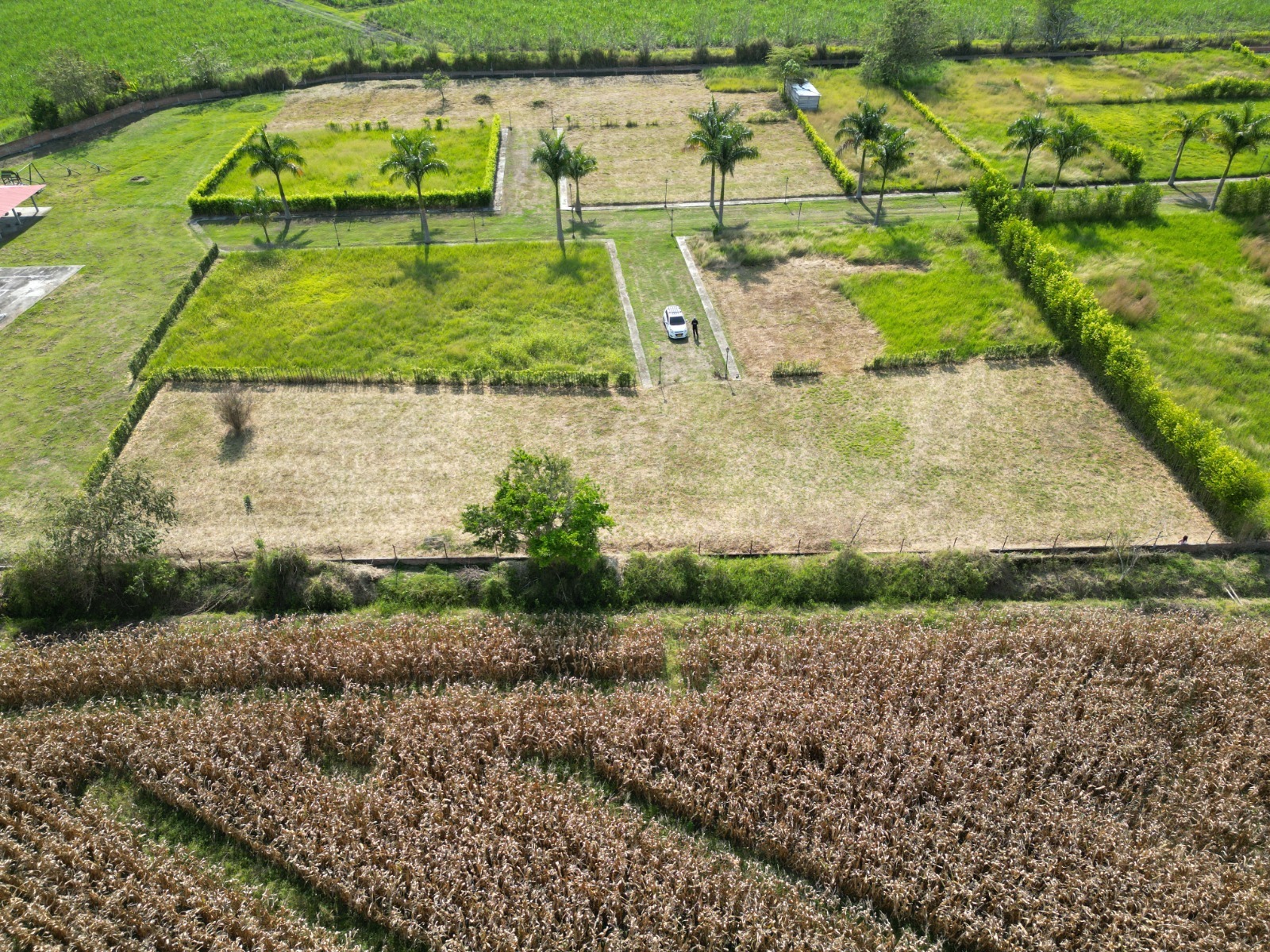 LOTE CAMPESTRE LA PALMERA